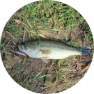 Blaze Fishing101 Avatar